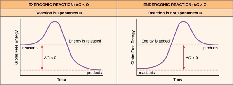 Chemical reactions spontaneously occur when the free energy of the products is ___________ the-example-1