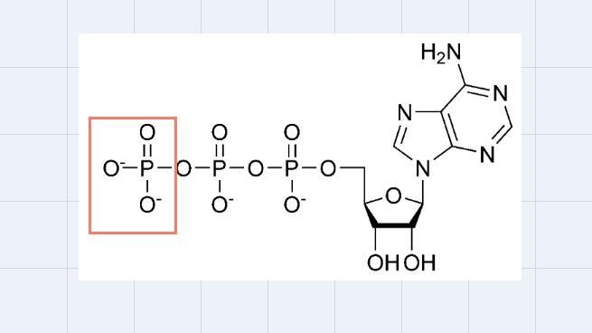 What reaction is used to remove one phosphate group from ATP?A. hydrolysis reactionB-example-1