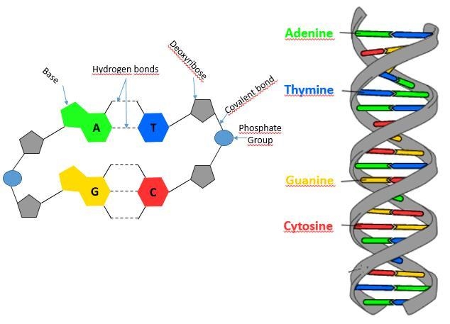 Complementary strand of: C-G-A-T-G-A-T-C-C-A-T---T Please include DNA molecule model-example-1