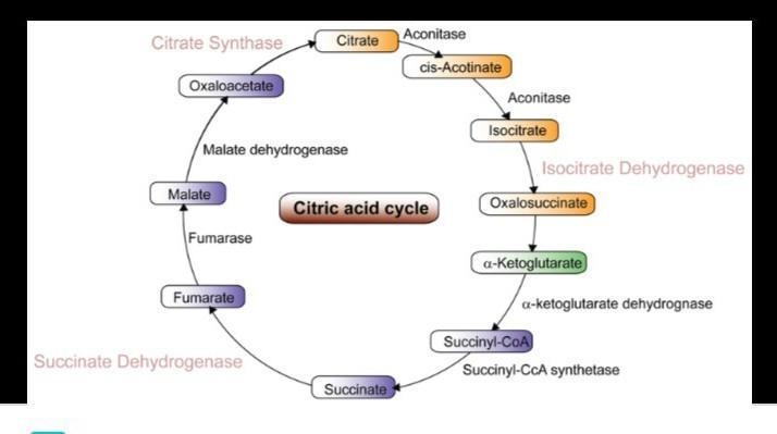 Diagram of Krebs cycle. ​-example-1