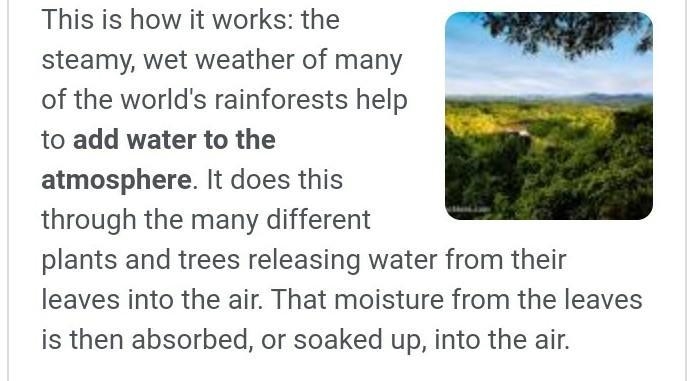 How can rain provide minerals for a rain forest in South America?-example-1