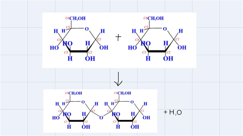 Two molecules of glucose, a monosaccharides, when joined together they form a molecule-example-1