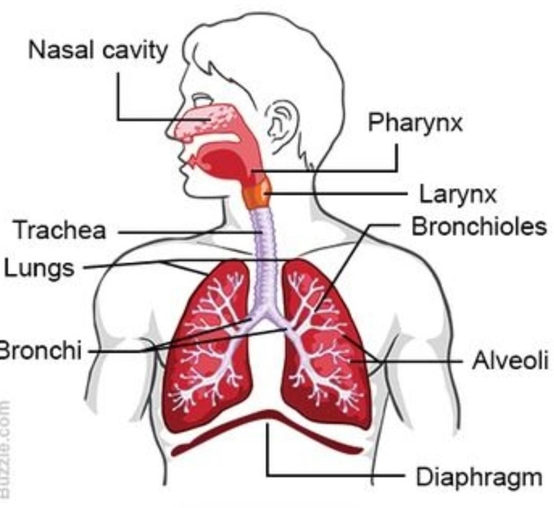 Describe breathing process using diagram-example-1