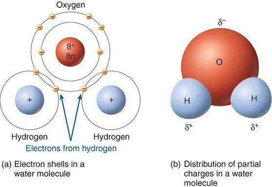 In the space below draw a model of the atoms that make up a water molecule to show-example-1