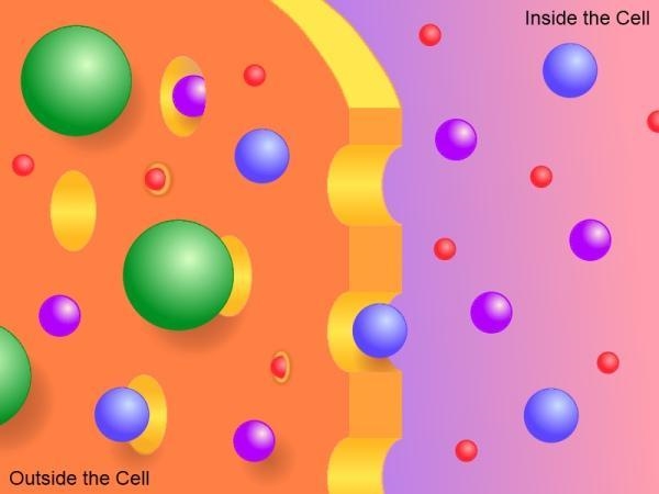 What cell structure is best represented by the image? A. a permeable exoskeleton B-example-1