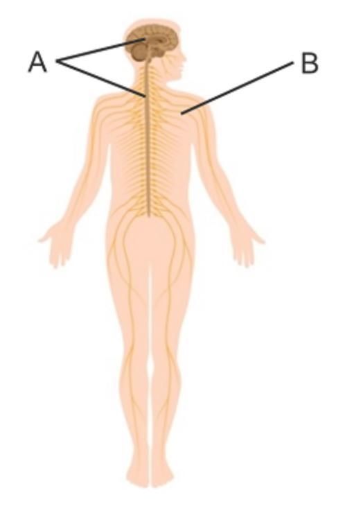 Identify the parts of the nervous system. A: nervous system B: nervous system-example-1