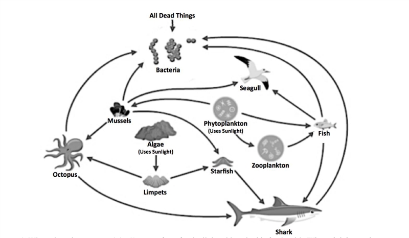 PLEASE HELP MEE !!!!! 1. Which organism is the main source of energy for the food-example-1