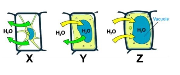 Please help Which of the following diagrams shows how osmosis would affect a plant-example-1