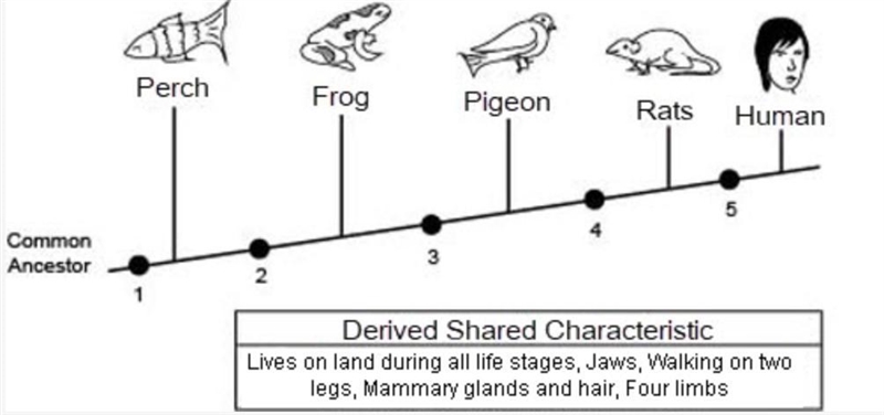 The diagram below shows the branching tree diagram for humans. The text box below-example-1