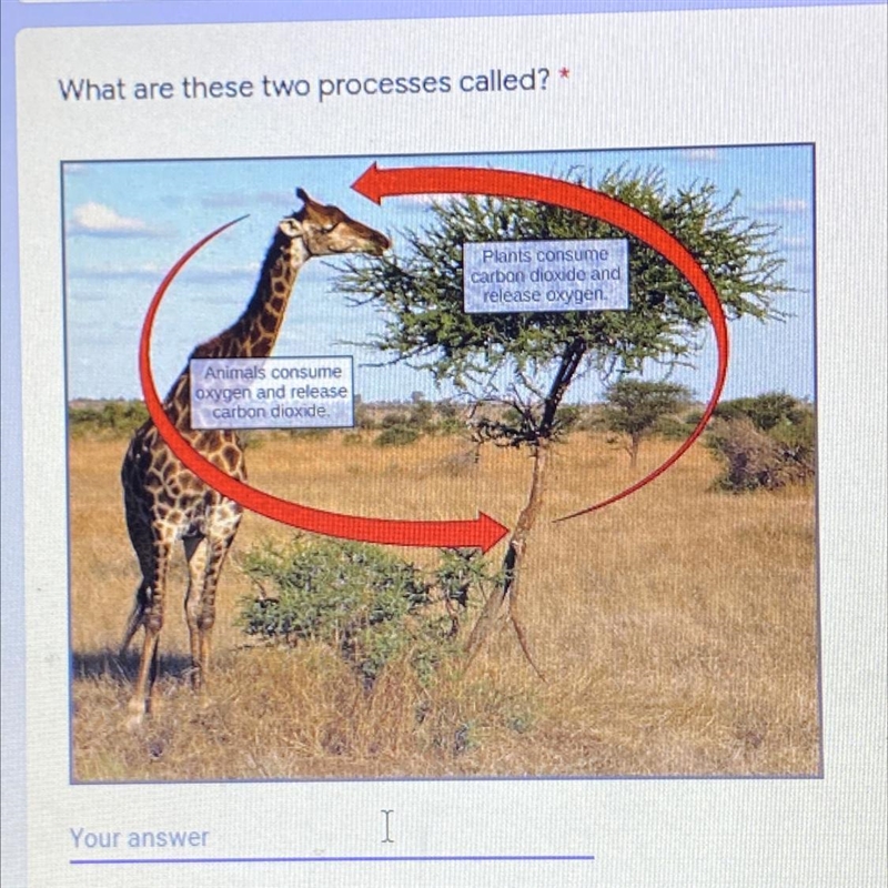 What are these two processes called? Plants consume carbon dioxide and release oxygen-example-1