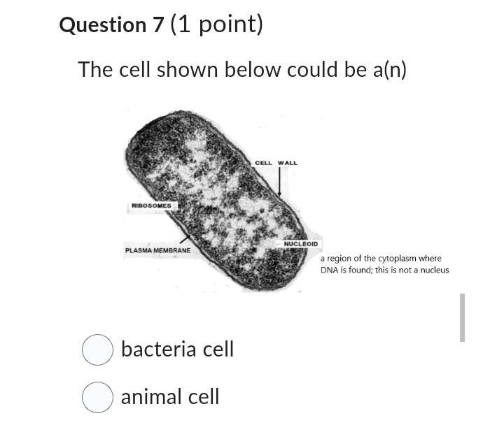 The cell shown below could be a(n)-example-1