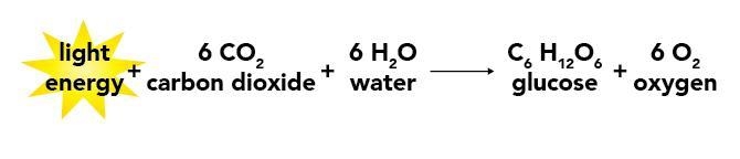 The Law of Conservation of Matter and Energy states that matter is neither created-example-1