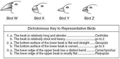 What is the name of bird W?-example-1