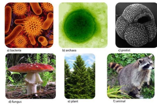 The pictures show different organisms. Which characteristic do all organisms share-example-1