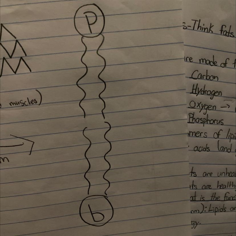 What type of diagram is this? is it a proteins or lipid diagram?-example-1