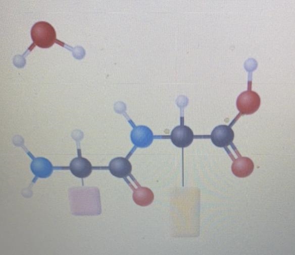 This diagram shows the basis for forming which of the following Proteins Polysaccharide-example-1