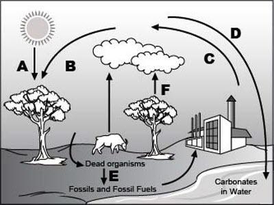 Analyze the given diagram of the carbon cycle below. Part 1: Which process does arrow-example-1