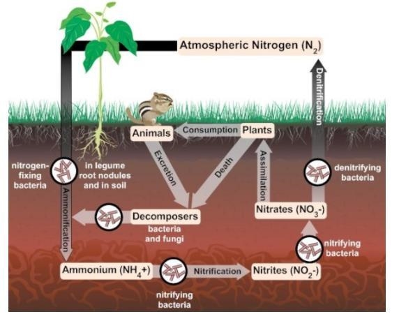 The diagram below shows many of the processes involved in the nitrogen cycle. HELP-example-1