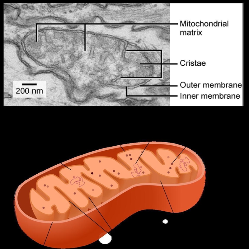 There are many organelles in a cell. Develop a presentation (using imovie, PowerPoint-example-1