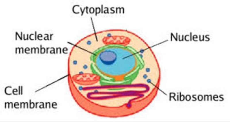 What is a cytoplasm and what building would represent it-example-1