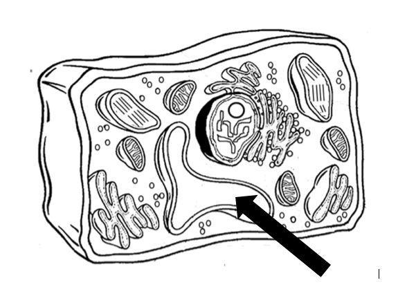 The structure that the arrow is pointing to holds water for this plant cell. This-example-1