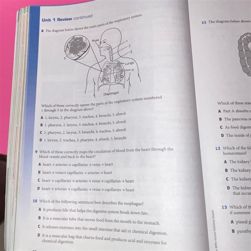 The diagram below shows the main parts of the respiratory system.-example-1