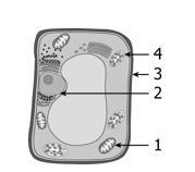 The diagram shows a plant cell. Which structure controls every activity of the cell-example-1