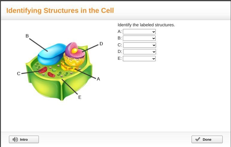 Identify the labeled structures.-example-1