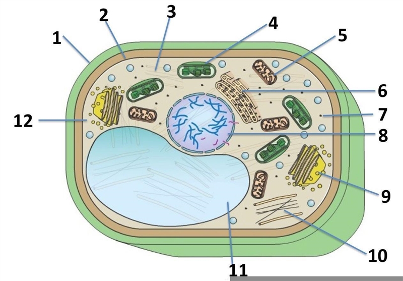 This is a picture of a plant cell. Select all organelles listed here that you would-example-1