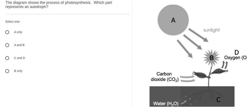 The diagram shows the process of photosynthesis. Which part represents an autotroph-example-1