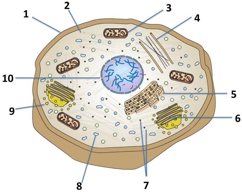 Which part is pointing to the gel-like liquid that holds the organelles, and which-example-1