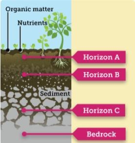 This diagram shows the layers of soil In which layers would you find the least organic-example-1