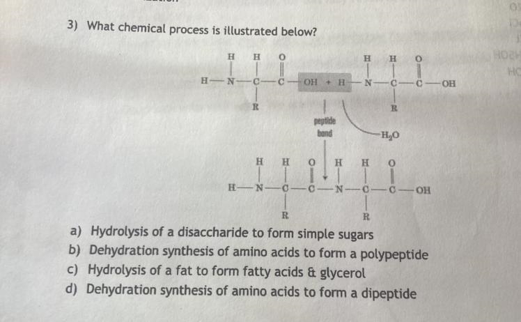 Which chemical process is illustrated below?-example-1