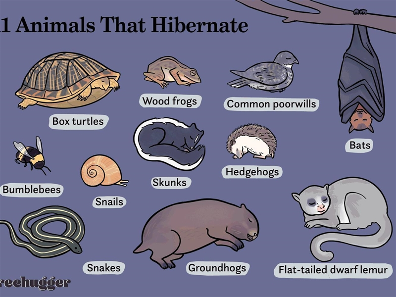 What isa period of dormancy in winter by some animals called?-example-1