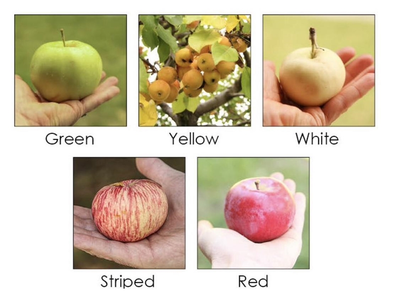 What is colour of apple??-example-1