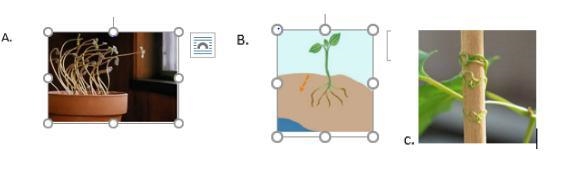 I MARK BRIAN Which of the following illustrations is an example of thigmotropism? Question-example-1