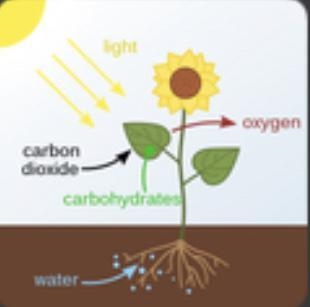 What is a photosynthesis ?hi​-example-1