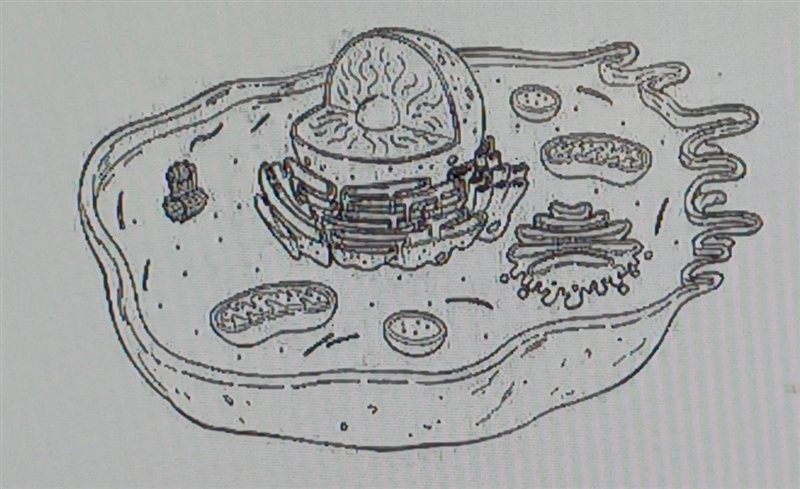 An organism is made up of many cells similar to that shown in the image below. What-example-1