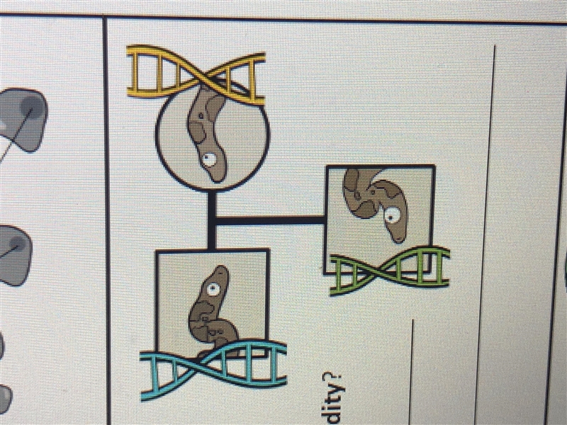 How do you determine the chromosome numbers and how does that relate to heredity?-example-1