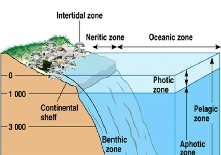 How are each of the zones of the marine ecosystems defined?.-example-2