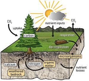 Explain how the nutrient cycle transfers nutrients around an ecosystem. (4)-example-1