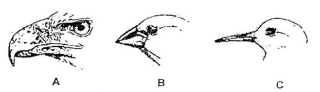 Which beak below would most likely help a bird eat meat?-example-1