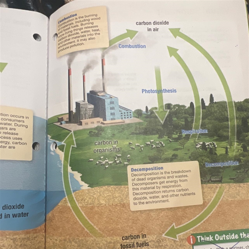 Briefly describe how carbon enters and exits a consumer, such as the sheep shown in-example-1