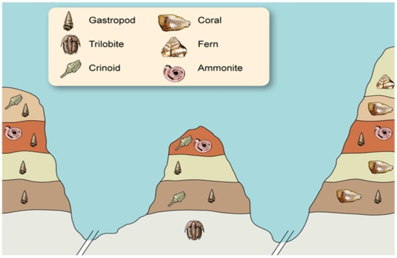 Each column of rock layers represents a different region of the globe. Which is the-example-1