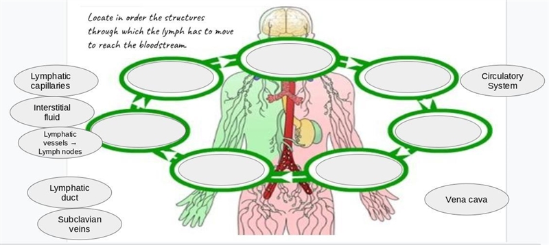 Lymphatic and Immune system Picture provided, 100 points-example-1