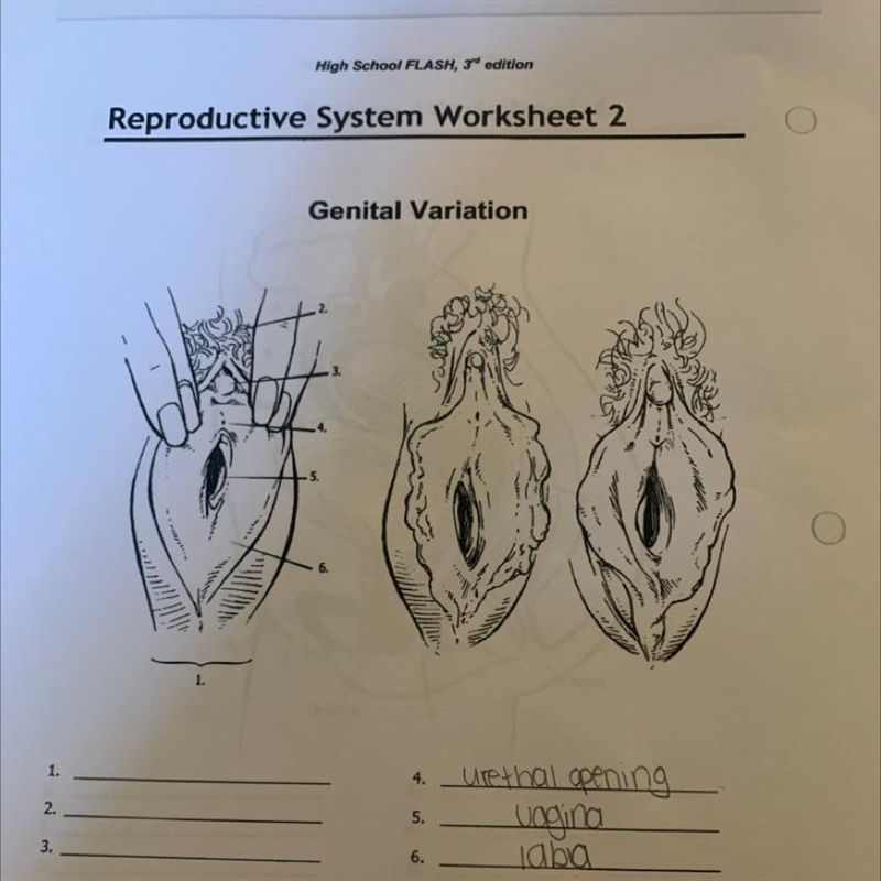 Reproductive system worksheet 1 Can someone help with the rest!! Please :)-example-1