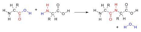 Which of the following contain protein-example-1