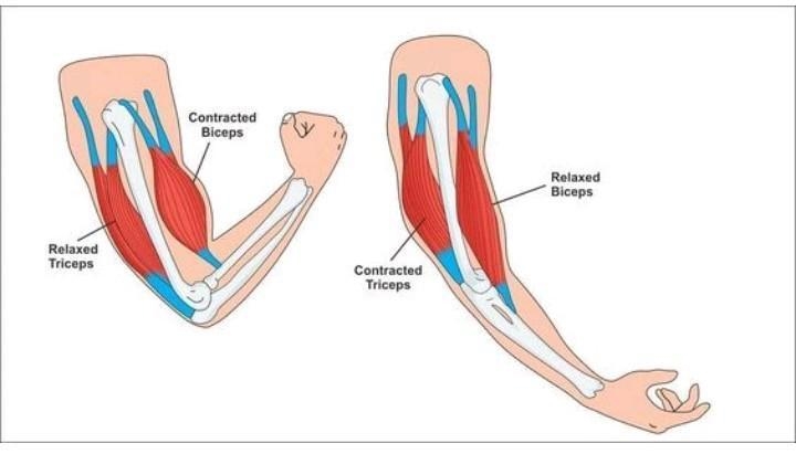 Muscles that are opposite each other and work together are called: Anatomical Antagonist-example-1