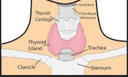 #4 The thyroid is located in the neck on each side of the trachea. a. True b. False-example-1