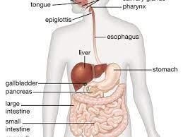 What is digestive system explain it​-example-1